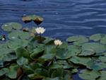 <strong>Water Lilies</strong> The white floating flowers that adorn the reflection pond are reminiscent of the souls that were lost in the Holocaust, Memorial designer Ken Treister said. 