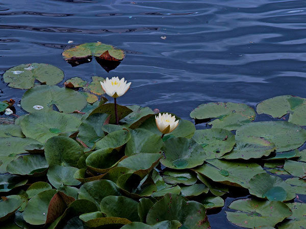 <strong>Water Lilies</strong> The white floating flowers that adorn the reflection pond are reminiscent of the souls that were lost in the Holocaust, Memorial designer Ken Treister said. 